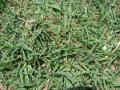 Bermuda grass (Cynodon dactylon)