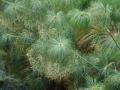 Papyrus (Cyperus papyrus) inflorescence blooming