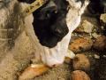 Dairy cow fed with fodder beet roots