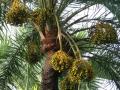 Date palm (Phoenix dactylifera L.) fruits