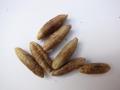 Date palm seeds (close up)