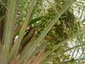 Date fruits on date palm