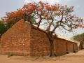 Flamboyant (Delonix regia), cropped