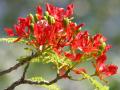 Flamboyant (Delonix regia) inflorescence