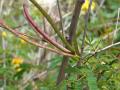 Dwarf koa (Desmanthus virgatus (L.) Willd.), pods at Midway atoll, Hawaii