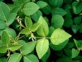 Greenleaf desmodium (Desmodium intortum cv. Greenleaf), leaves, Australia