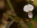 Samoan clover (Desmodium scorpiurus), flower and hairy leaf, Pretty Beach, Cairns, Queensland, Australia