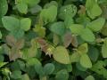 Samoan clover (Desmodium scorpiurus), foliage