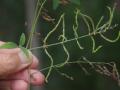 Samoan clover (Desmodium scorpiurus), pods (upper part) compared to greenleaf desmodium (Desmodium tortuosum) pods