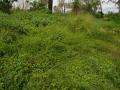 Samoan clover (Desmodium scorpiurus), stand
