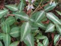 Silverleaf desmodium (Desmodium uncinatum), leaves and flowers