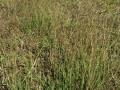 Marvel grass (Dichanthium annulatum), stand