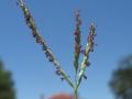 Digitaria didactyla, closely related to Digitaria swazilandensis