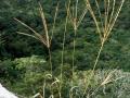 Pangola grass (Digitaria eriantha), South Africa