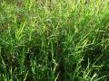 African couch grass (Digitaria abyssinica), habit, Maui, Hawaii