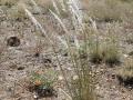 Arizona cottontop (Digitaria californica), habit, Prescott, Arizona