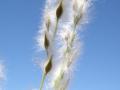 Arizona cottontop (Digitaria californica), spikelets, Prescott, Arizona