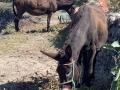 Donkey eating vine leaves in Santorini (Greece)