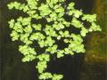 Duckweeds: Lemna minor