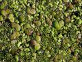 Duckweeds: Spirodela polyrhiza, Lemna minor, and Wolffia arrhiza