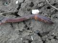 Common earthworm on the ground