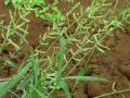 Jungle rice (Echinochloa colona), habit