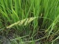 Echinochloa crusgalli in rice field, Central Vietnam