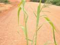 Burgu (Echinochloa stagnina) leaves and inflorescence, Gabon