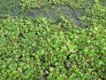Water hyacinth, Central Vietnam