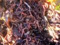 Earthworms in vermicompost