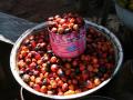 Oil palm (Elaeis guineensis) fruits, Burkina Faso