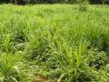 Elephant grass (Pennisetum purpureum)