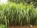 Elephant grass (Pennisetum purpureum)