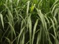 Elephant grass (Pennisetum purpureum)