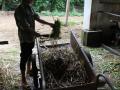 Elephant grass (Pennisetum purpureum)