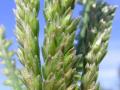 Goose grass (Eleusine indica) spikes