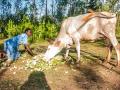 Feeding enset leaves and pseudostems to cattle