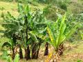 Enset (Ensete ventricosum) field