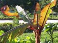 Enset (Ensete ventricosum), habit, Jardin des plantes, Paris