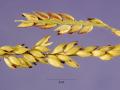 Carib grass (Eriochloa ploystachya) seed head, USA