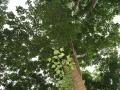 Poro (Erythrina poeppigiana) bole, leaves and crown