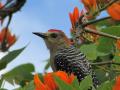 Bird (Melanerpes rubricapillus) in poro (Erythrina poeppigiana) tree, Venezuela