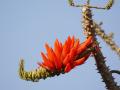 Coral tree (Erythrina variegata) prickly stems and flower, India