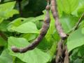 Coral tree (Erythrina variegata) leaves and pods, Midway Atoll, USA