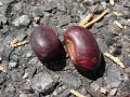 Coral tree (Erythrina variegata) seeds, Midway Atoll, USA