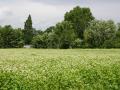 Buckwheat (Fagopyrum esculentum) blooming field