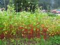 Buckwheat (Fagopyrum esculentum) plant habit