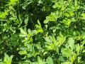 Fenugreek (Trigonella foenum-graecum), green forage