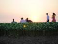 Fenugreek (Trigonella foenum-graecum), field