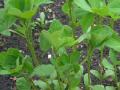 Fenugreek (Trigonella foenum-graecum), young plants